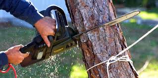 Best Tree Preservation Services  in Canutillo, TX