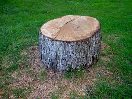 Best Commercial Tree Services  in Canutillo, TX
