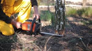 Best Tree Risk Assessment  in Canutillo, TX