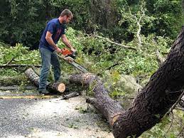 Trusted Canutillo, TX Tree Services Experts