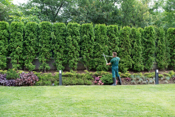 How Our Tree Care Process Works  in  Canutillo, TX